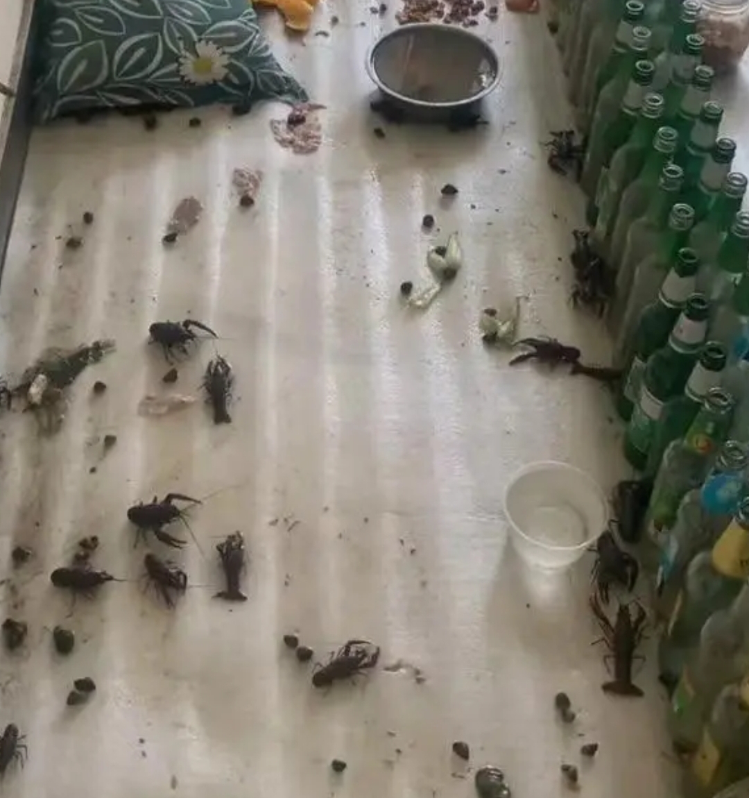 龙虾如何养家里