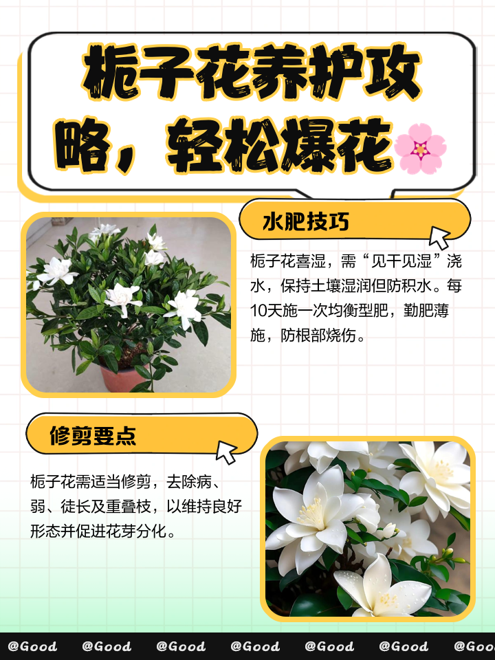 六个冬天养栀子花的窍门
